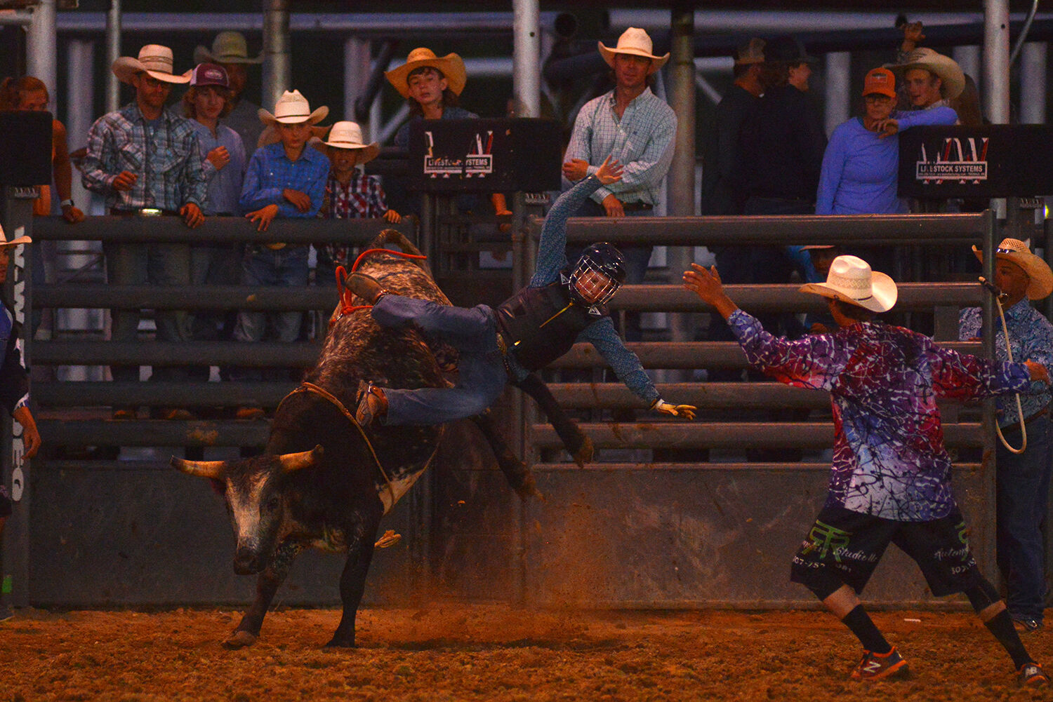 Levi Peldo loses his balance and falls sideways off of his steer